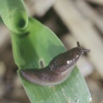Slug image "borrowed" from Purdue University Dept. of Entomology slugtn